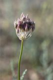 Allium albanum. Верхушка побега с созревающим соплодием. Казахстан, Мангистауская обл., Тупкараганский р-н, плато Тюб-Караган, полынная песчано-глинистая пустыня. 08.06.2022.