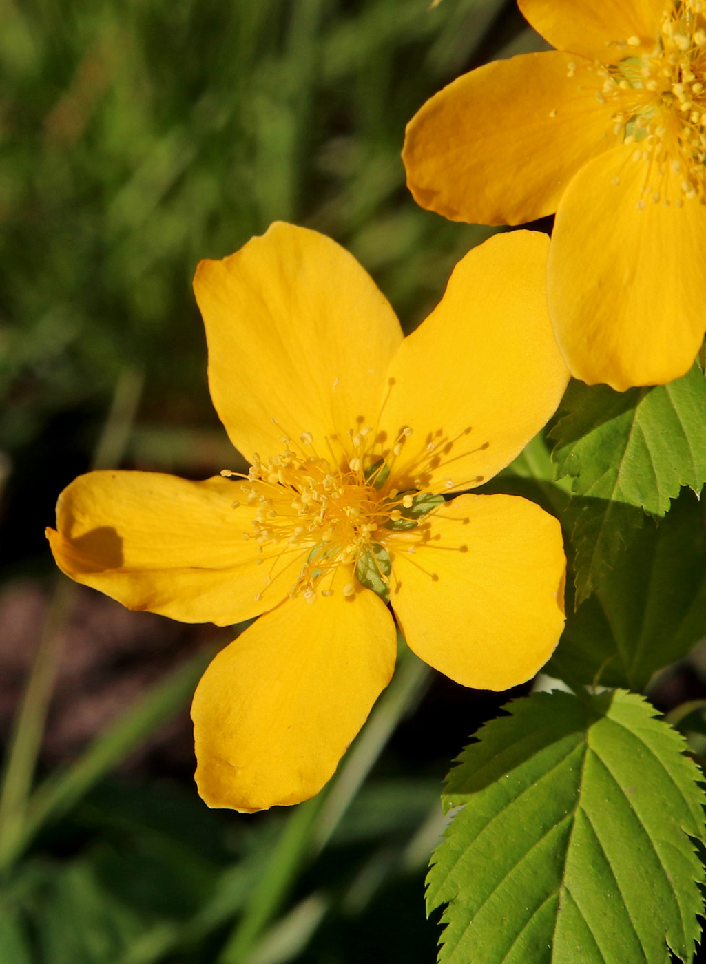 Image of Kerria japonica specimen.