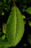 Impatiens glandulifera