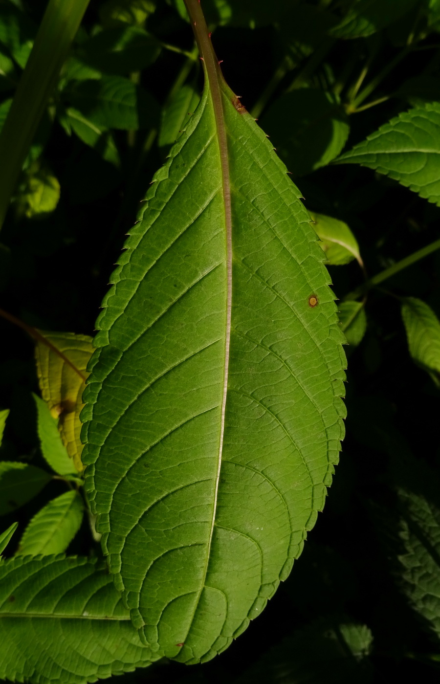 Изображение особи Impatiens glandulifera.