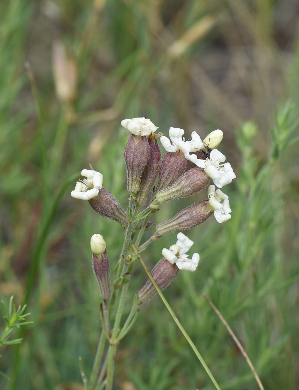 Изображение особи Silene amoena.