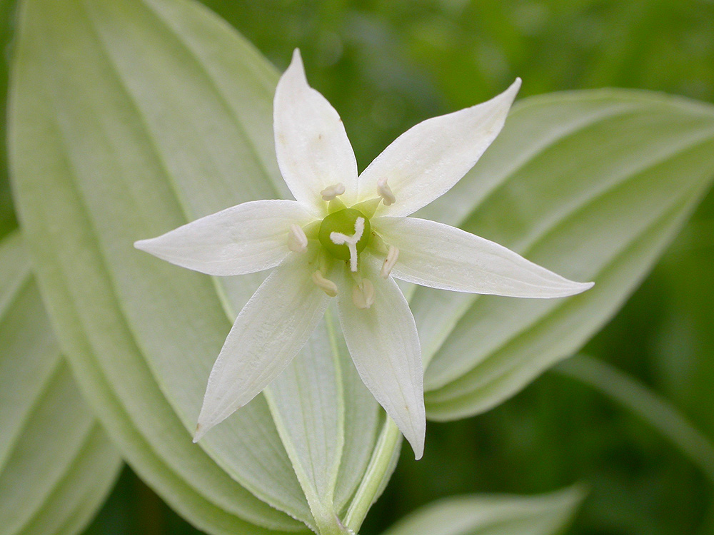 Изображение особи Disporum smilacinum.