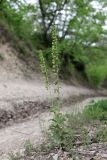 Epipactis helleborine