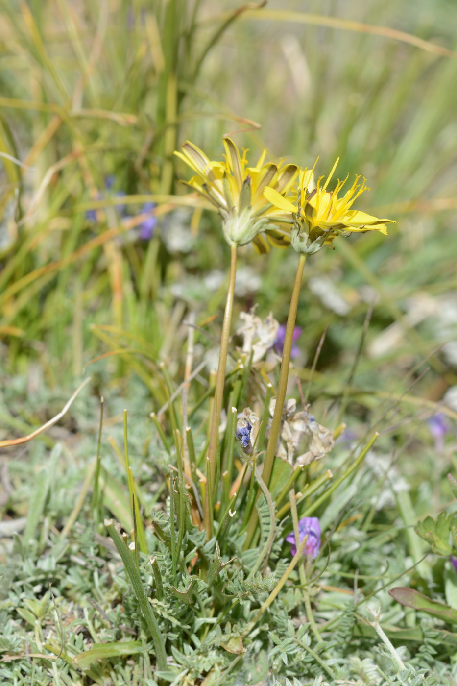 Изображение особи род Taraxacum.
