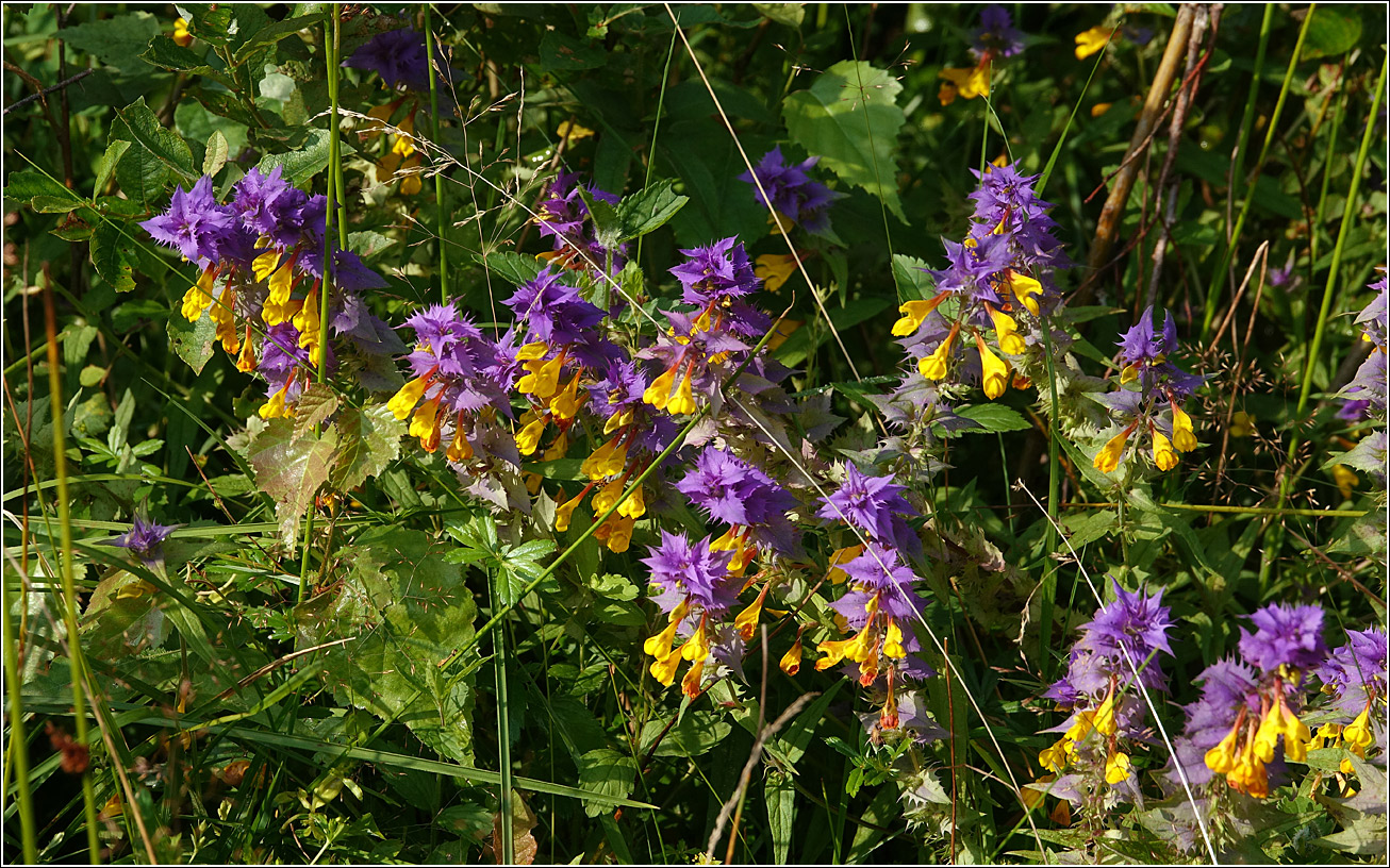 Image of Melampyrum nemorosum specimen.
