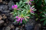 Trifolium pacificum