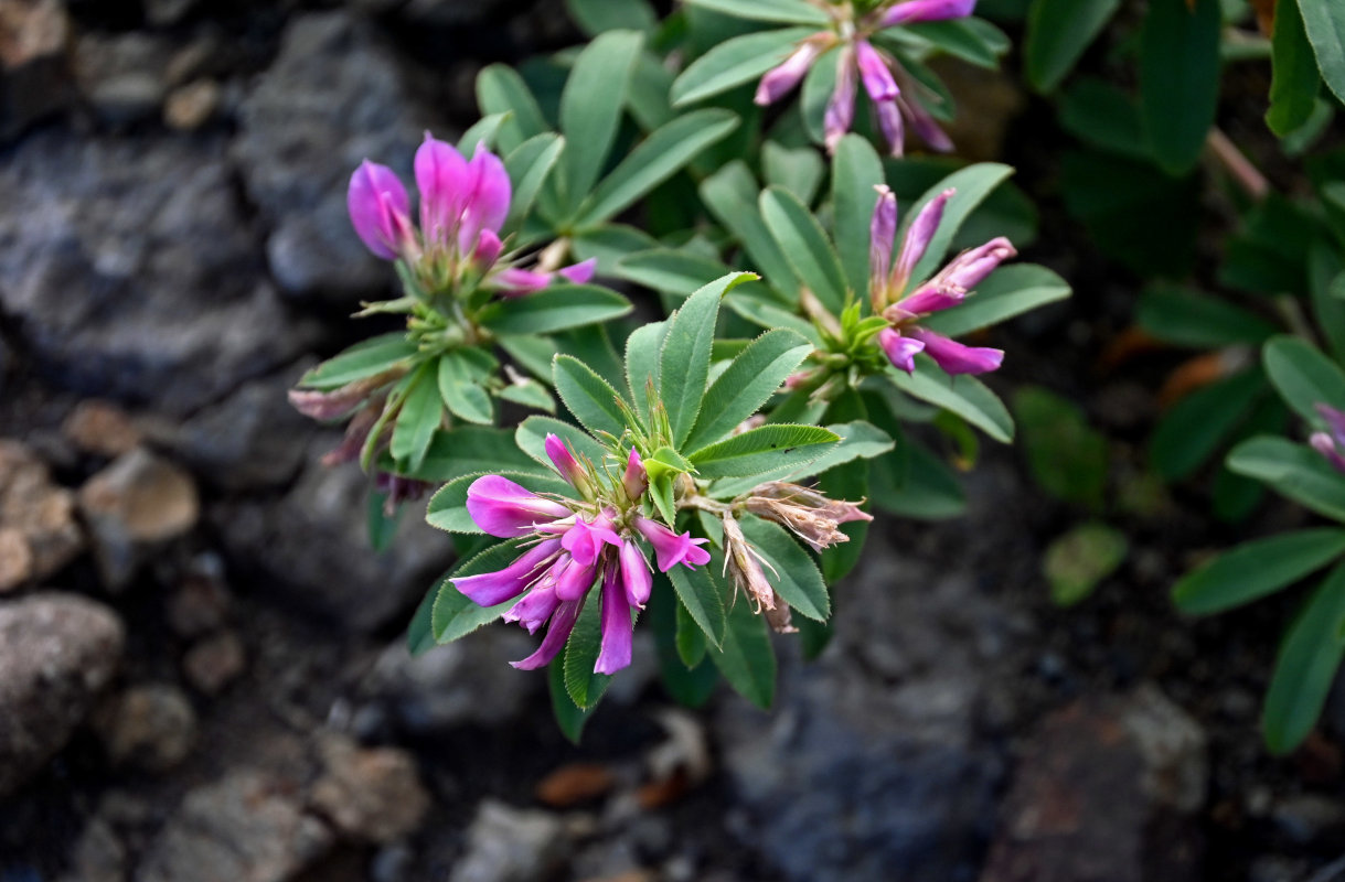 Image of Trifolium pacificum specimen.