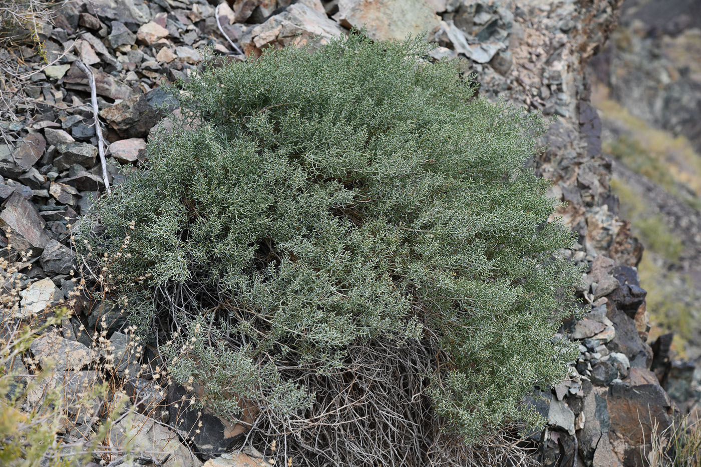 Image of Iljinia regelii specimen.