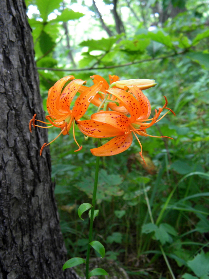 Image of Lilium distichum specimen.