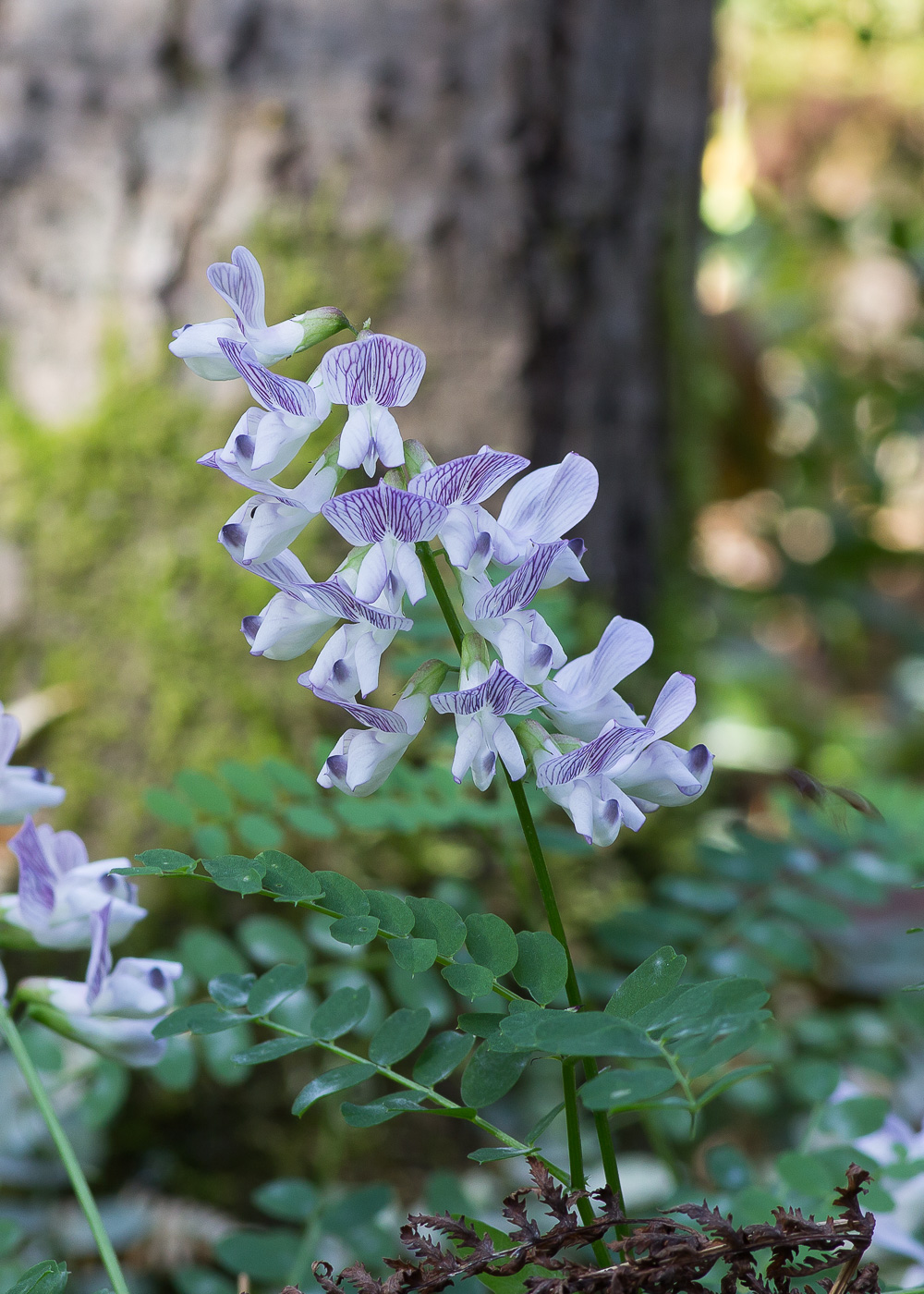 Изображение особи Vicia sylvatica.