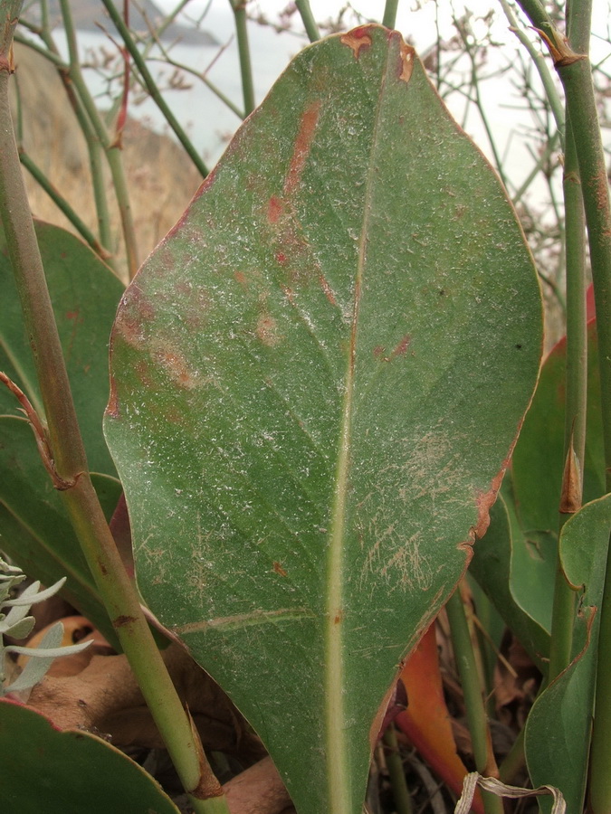 Image of Limonium scoparium specimen.