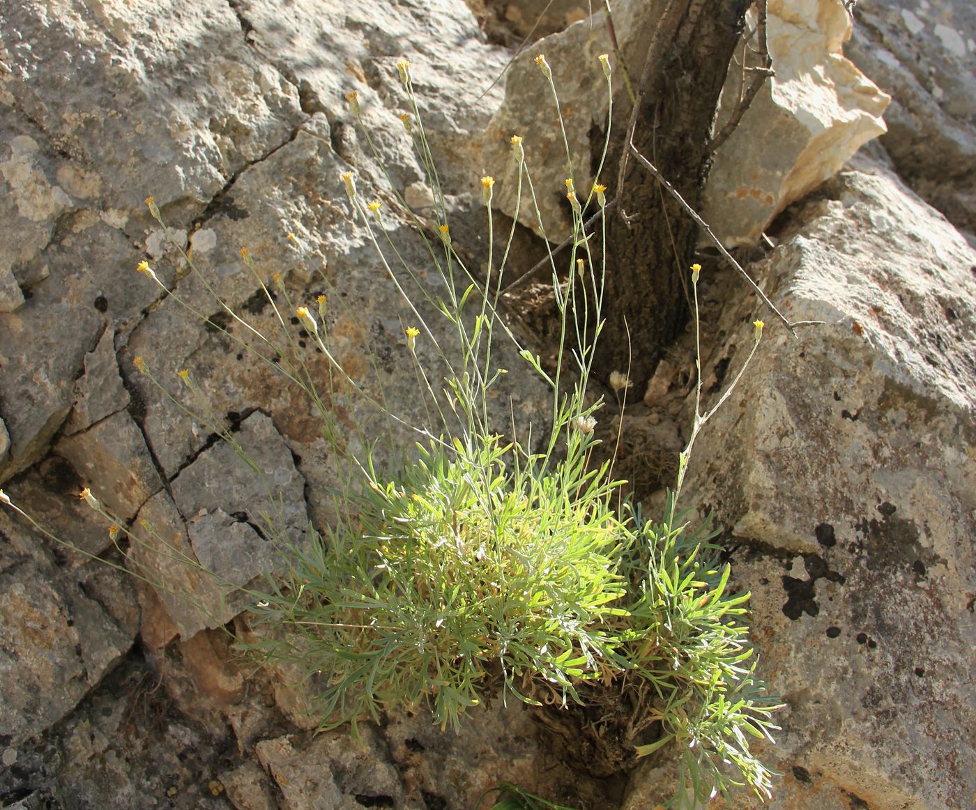 Изображение особи Lepidolopha nuratavica.