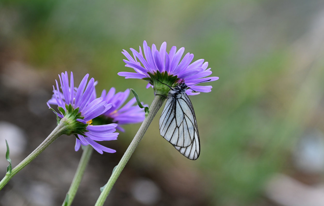 Изображение особи Aster alpinus.