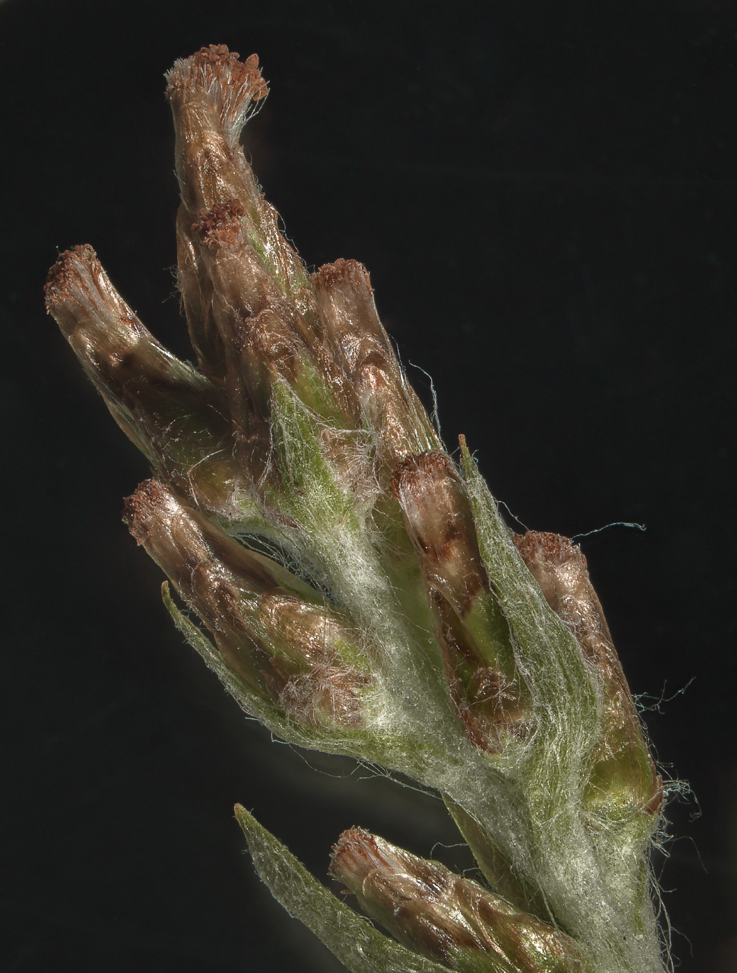 Image of Omalotheca sylvatica specimen.