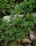 Nasturtium officinale