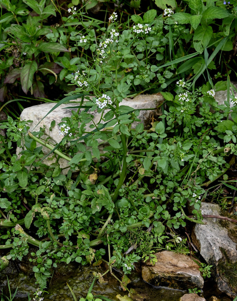 Image of Nasturtium officinale specimen.