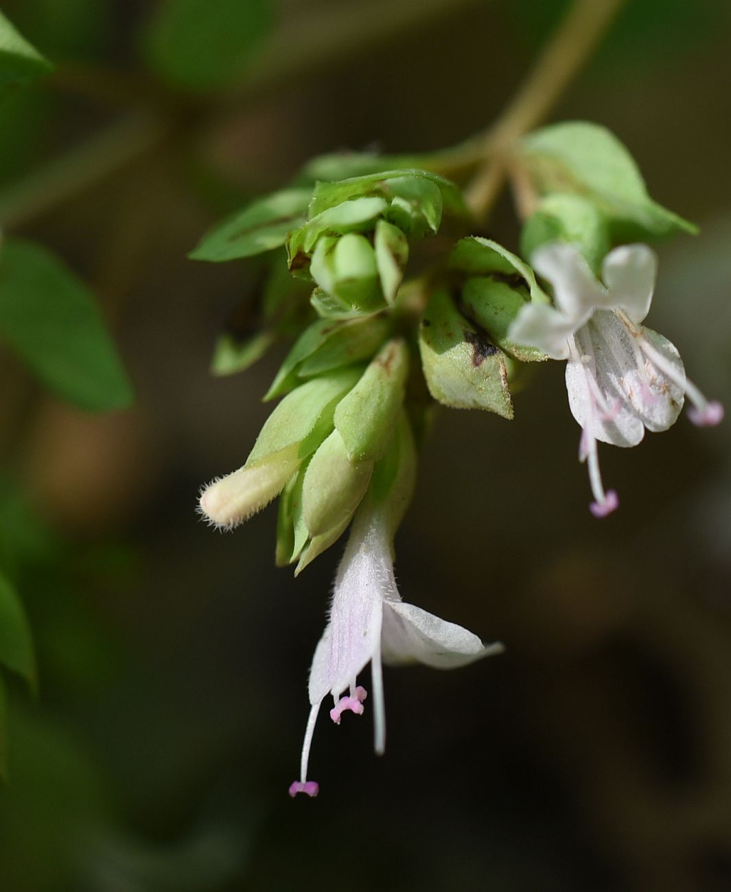 Image of Origanum vulgare ssp. viride specimen.
