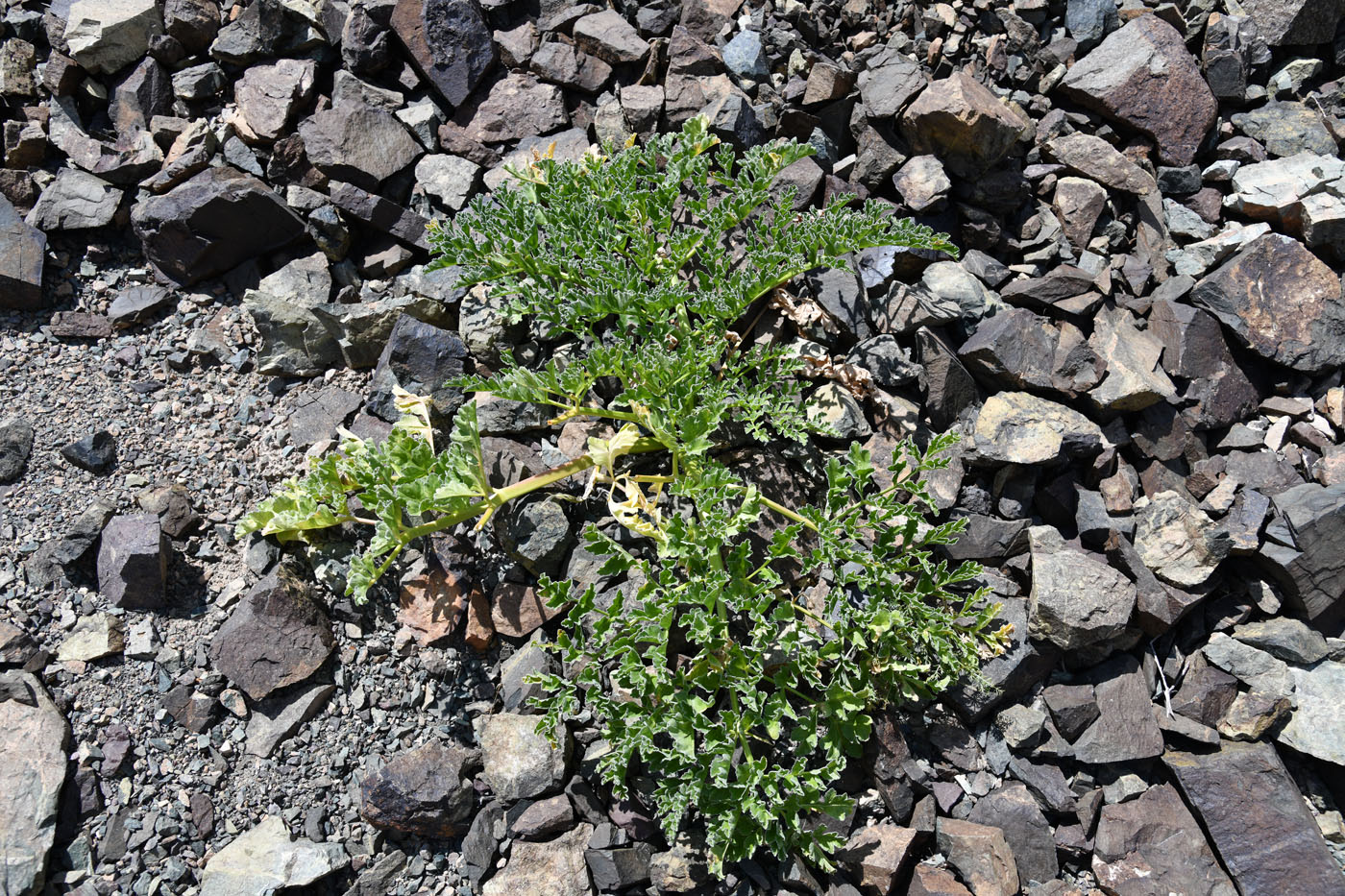 Изображение особи Ferula iliensis.