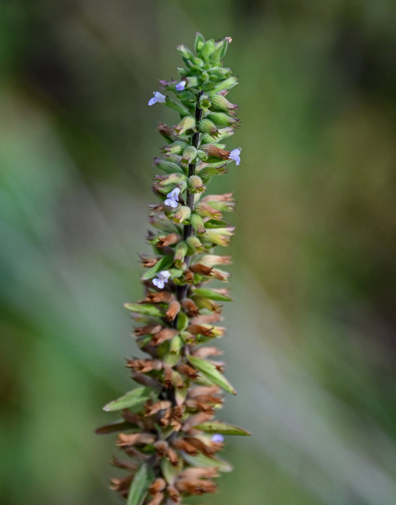 Изображение особи Dracocephalum thymiflorum.