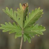 Image of taxon representative. Author is Владимир Эпиктетов