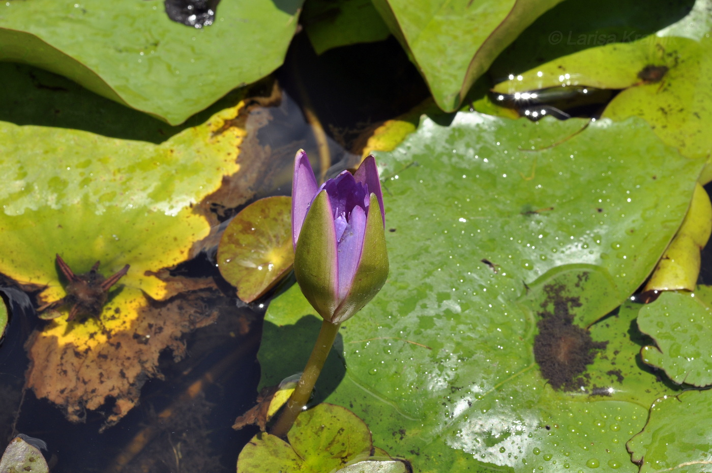 Image of Nymphaea nouchali var. caerulea specimen.