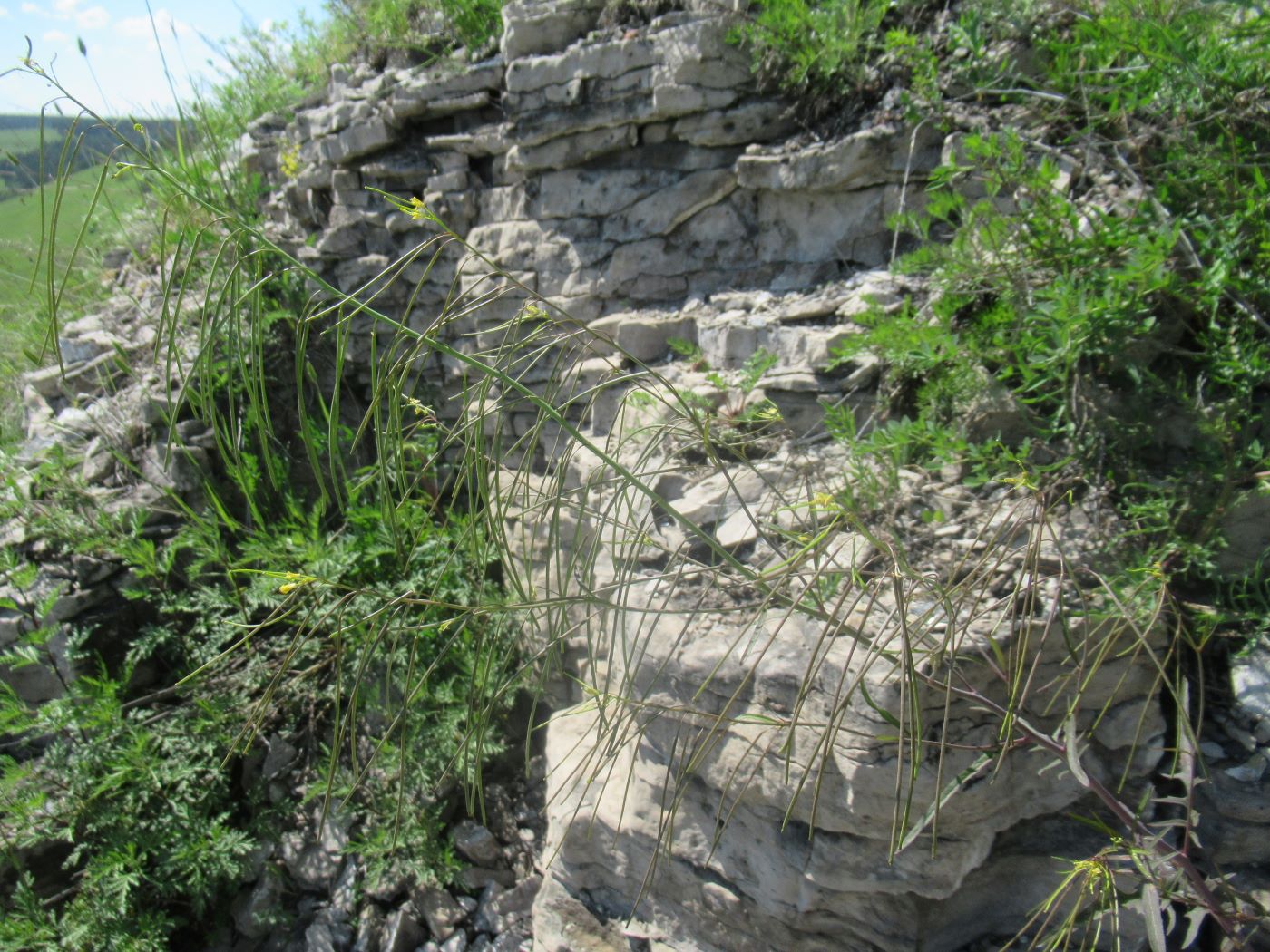 Image of Sisymbrium heteromallum specimen.