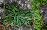 Plantago lanceolata. Цветущее растение. Грузия, Имеретия, г. Кутаиси, на скале. 14.06.2023.