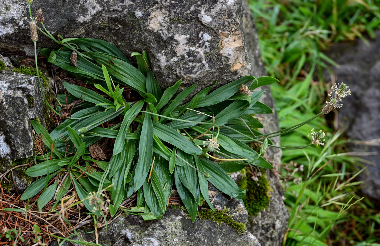 Изображение особи Plantago lanceolata.