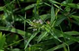 Collomia linearis. Верхушка побега с соцветием. Оренбургская обл., Кувандыкский гор. округ, окр. дер. Первое Юмагузино, луг. 05.07.2023.