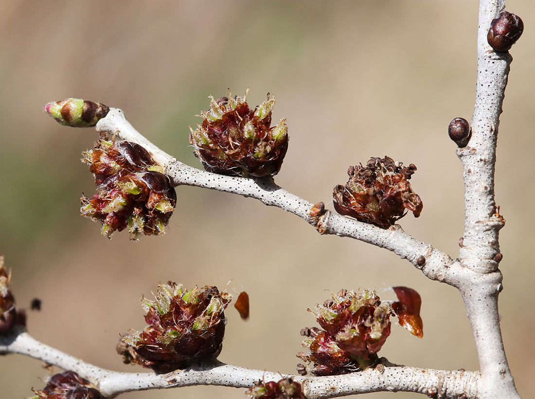 Изображение особи Ulmus pumila.