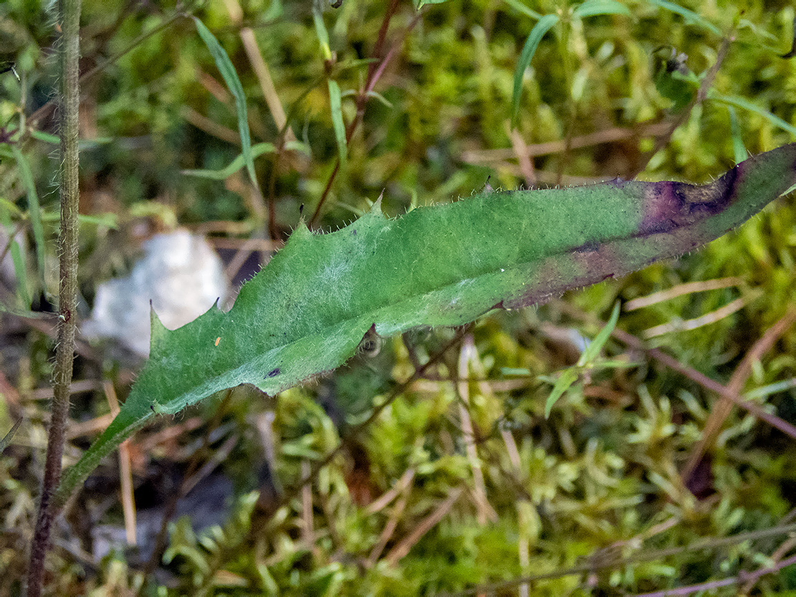 Изображение особи род Hieracium.