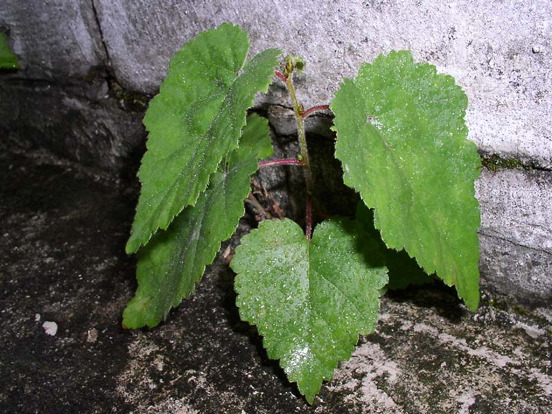 Изображение особи Betula pubescens.