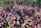 Heuchera micrantha
