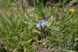 genus Campanula