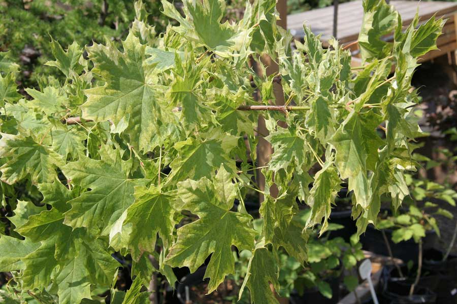 Изображение особи Acer platanoides.