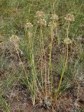 Allium flavescens