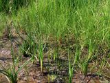 Triglochin palustris
