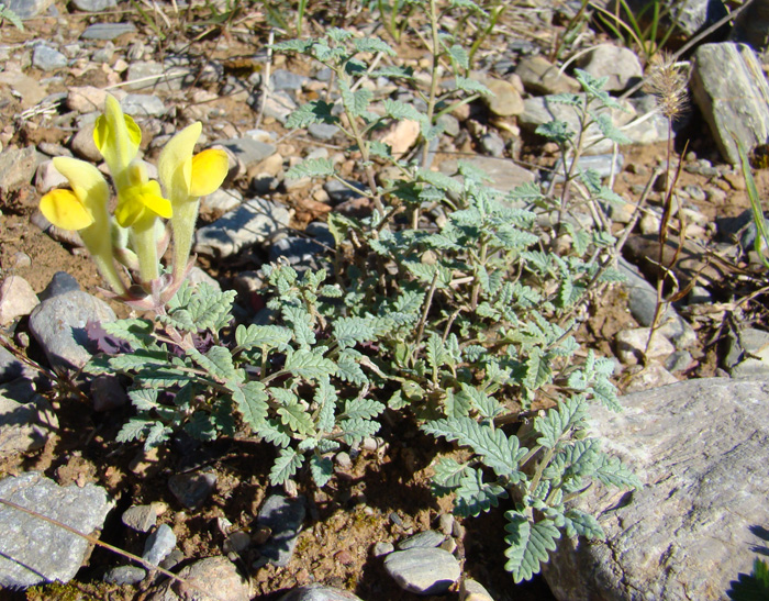 Image of Scutellaria comosa specimen.