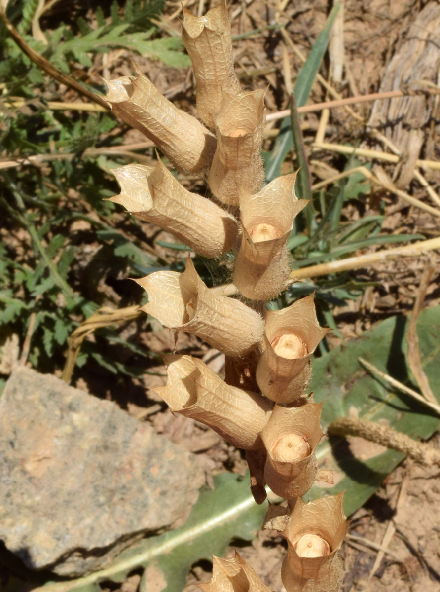 Изображение особи Hyoscyamus niger.