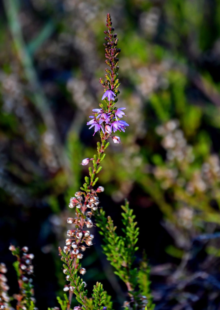 Изображение особи Calluna vulgaris.