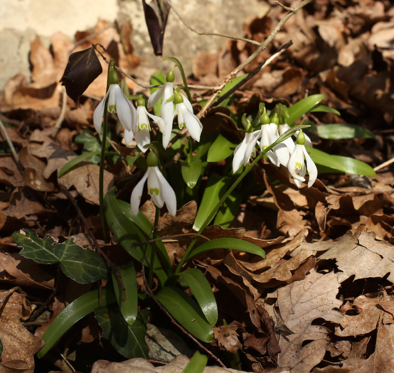 Image of Galanthus rizehensis specimen.