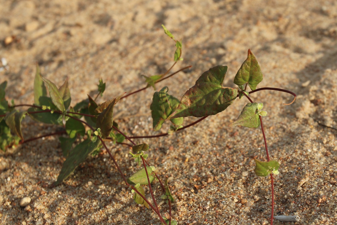 Image of Fallopia dumetorum specimen.