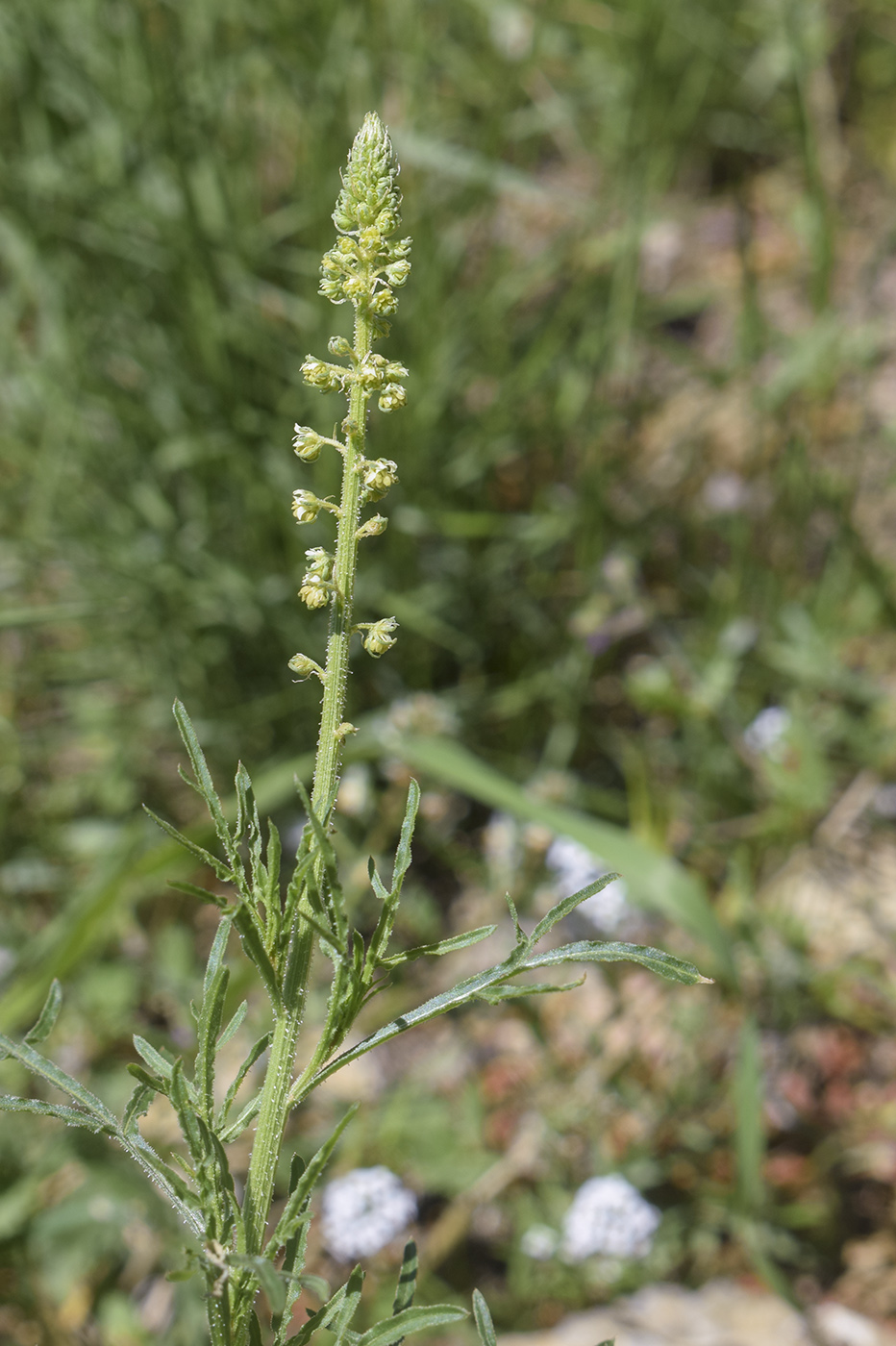 Изображение особи Reseda lutea.