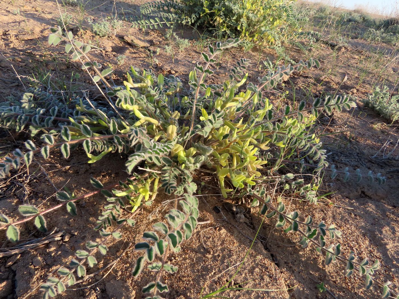 Image of Astragalus longipetalus specimen.