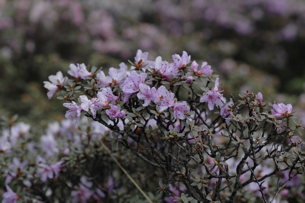 Image of Rhododendron rupicola specimen.