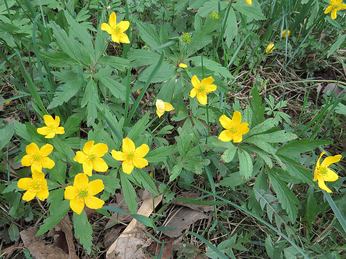 Изображение особи Anemone ranunculoides.