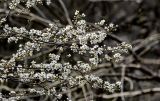 род Prunus