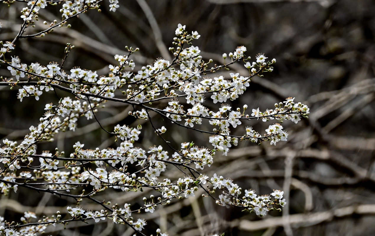 Image of Prunus cerasifera specimen.