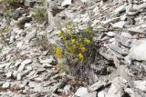Medicago saxatilis