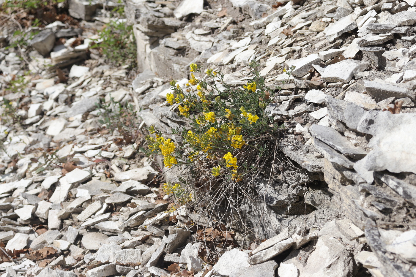 Image of Medicago saxatilis specimen.